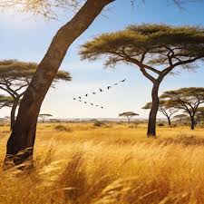 Chill77 & Unjaps - Papaoutai